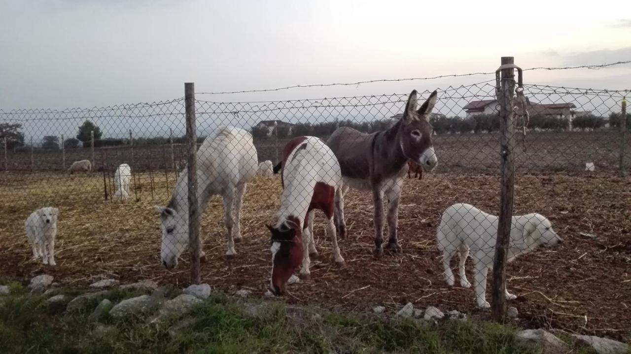Agriturismo La Vecchia Cascina Di Paolo & Belinda Villa Pietrelcina Eksteriør bilde